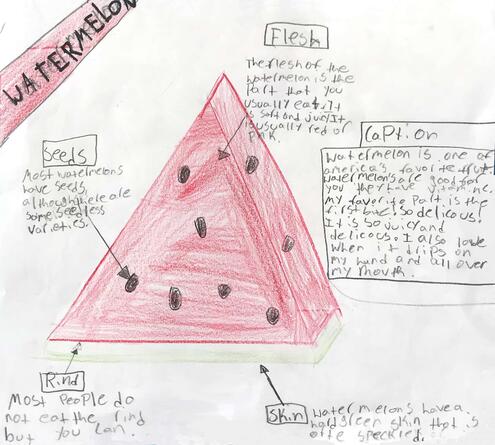 drawing of a slice of watermelon with diagramming of its parts