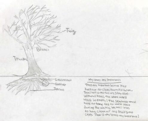 drawing of a tree with diagramming of its parts
