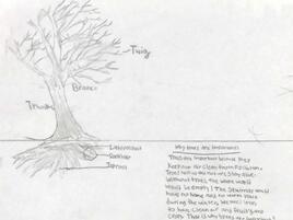 drawing of a tree with diagramming of its parts