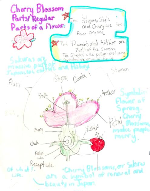 drawing of a flower with diagramming of its parts