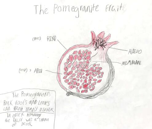 drawing of a cross-section of a pomegranate with diagramming of its parts