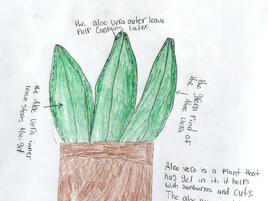 drawing of an aloe plant with diagramming of its parts