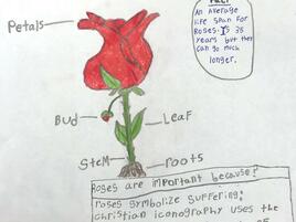 drawing of a rose plant with diagramming of its parts