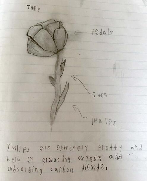 drawing of a tulip with diagramming of its parts