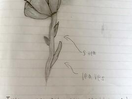 drawing of a tulip with diagramming of its parts