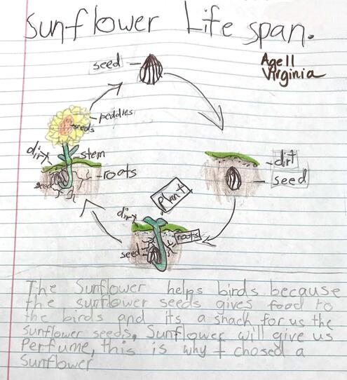 drawing of a sunflower with labeled parts in a sunflower life cycle diagram