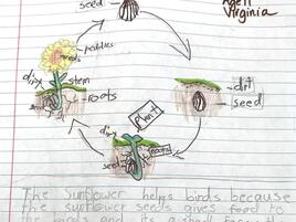 drawing of a sunflower with labeled parts in a sunflower life cycle diagram