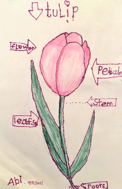 drawing and diagram of the parts of a tulip