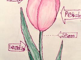 drawing and diagram of the parts of a tulip