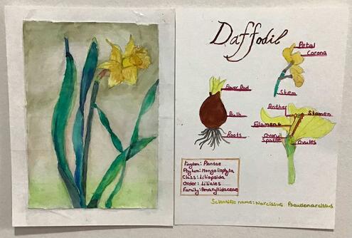 drawing and diagram of parts of a daffodil
