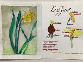 drawing and diagram of parts of a daffodil