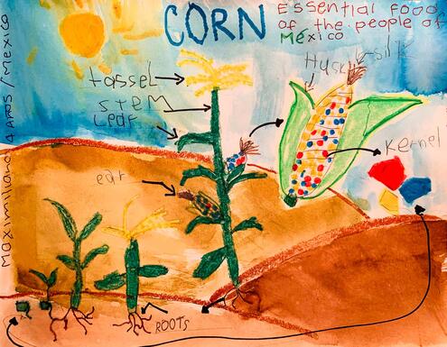 drawing and diagram of the parts of corn