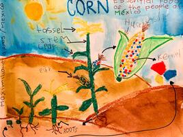 drawing and diagram of the parts of corn