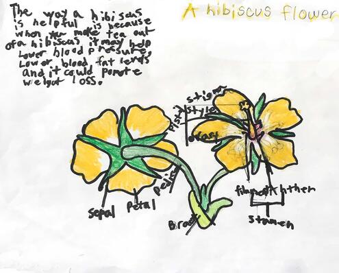 drawing of a hibiscus flower and diagram of its parts