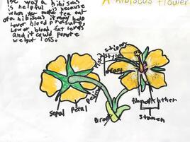 drawing of a hibiscus flower and diagram of its parts