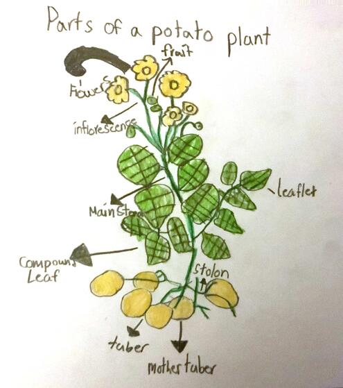drawing of a potato plant and diagram of its parts