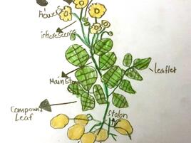 drawing of a potato plant and diagram of its parts