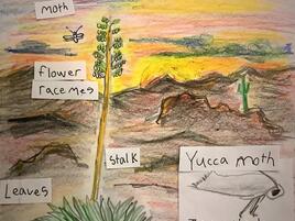 drawing of the narrowleaf yucca in it's environment plus a diagram of its parts