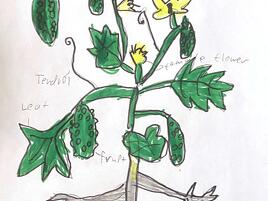 drawing of a cucumber plant and diagram of its parts