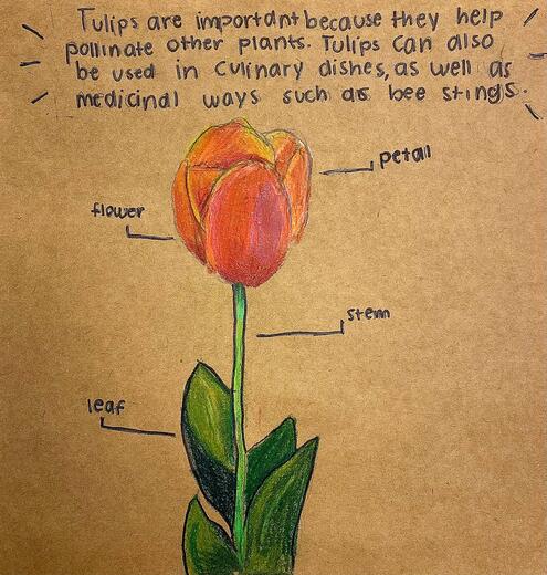 drawing of a tulip and a diagram of its parts
