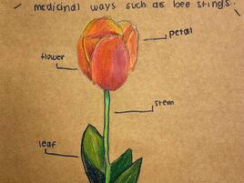 drawing of a tulip and a diagram of its parts