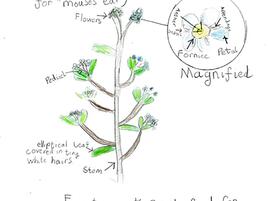 drawing of a forget-me-not plant and a diagram of its parts