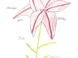 drawing of a lily and a diagram of its parts