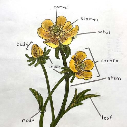 drawing of buttercups and a diagram of its parts