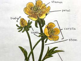 drawing of buttercups and a diagram of its parts