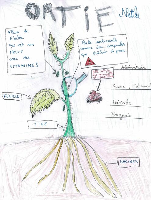 drawing of a nettle and a diagram of its parts