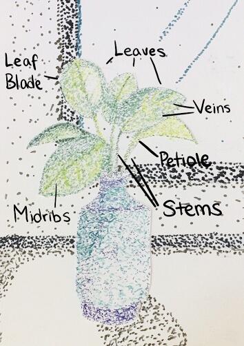 drawing of a houseplant with labeling of its parts