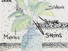 drawing of a houseplant with labeling of its parts