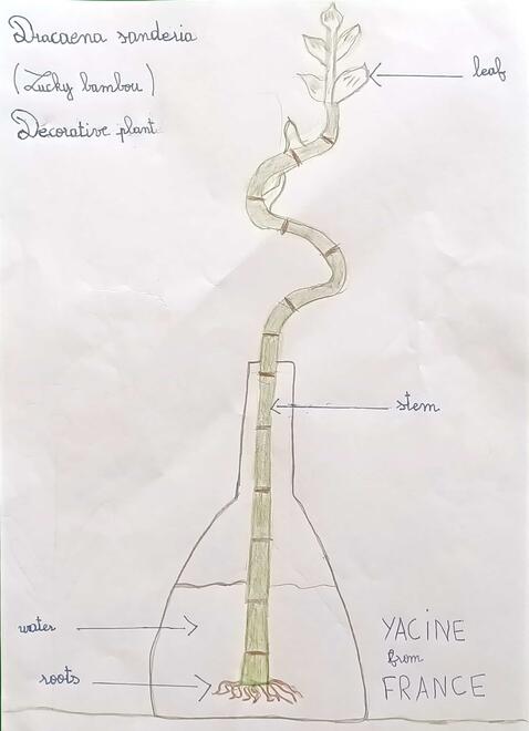 drawing of Lucky Bamboo with diagramming of its parts