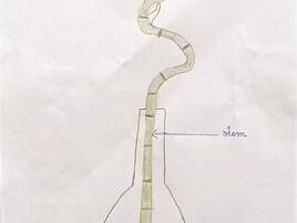 drawing of Lucky Bamboo with diagramming of its parts