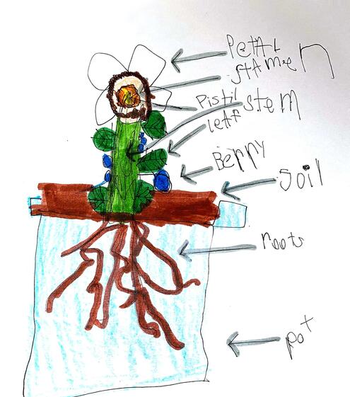drawing of a plant with all its parts labeled