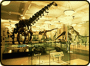 The Museum's Hall of Saurischian Dinosaurs, with the Apatosaurus fossil skeleton on the left.