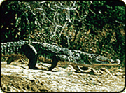 A long crocodile walking on land.