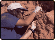 Mark Norell uncovering a specimen in the Gobi desert.