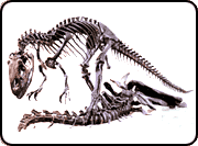 Fossil mount of the theropod Allosaurus.
