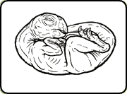 A drawing showing how an oviraptorid embryo may have looked curled up.