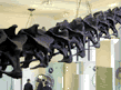 sauropod neck skeleton close up