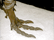 theropod foot fossil