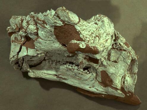 pinacosaur_skull