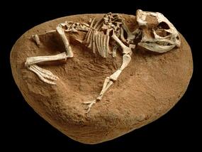 fossil skeleton