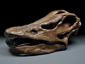 fossil skull