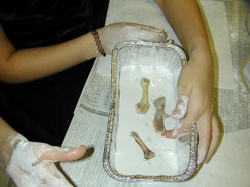 placing the bones in the plaster
