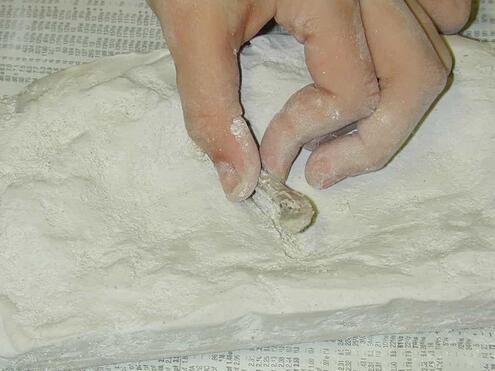 plucking an uncovered bone from plaster
