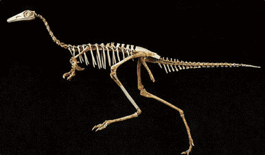 Image of a Mononykus dinosaur skeleton against dark background.