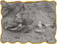 A partially excavated Protoceratops fossil skeleton, still mostly underneath the dirt.