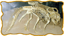 A full, mounted Protoceratops fossil skeleton with a long tail.